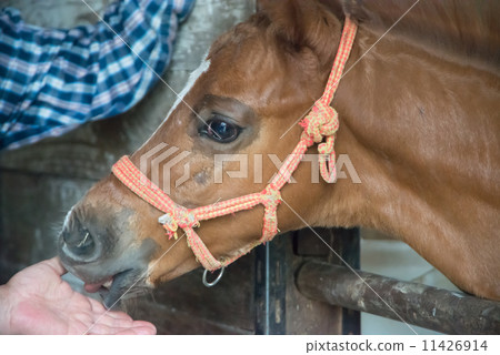 Two-month-old foal after losing Hokkaido racehorse Thoroughbred mother who returned to the stable 11426914