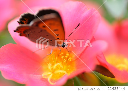 Red lycaenid butterfly Red lycaenid butterfly 11427444
