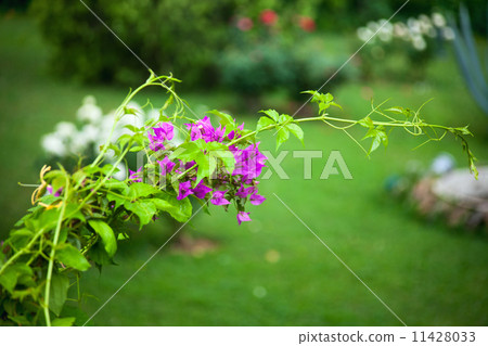 blooming rose bush in the garden blooming rose bush in the garden 11428033
