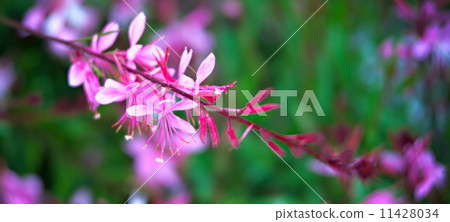 lilac flowers close-up lilac flowers close-up 11428034