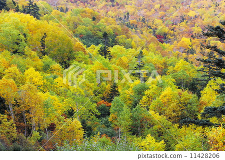 Autumn colored Norikurake 11428206