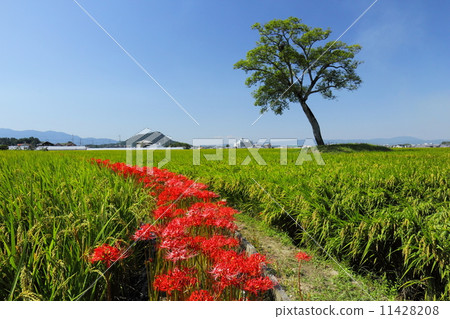 Higanobana開花Karasimiya生活 11428208