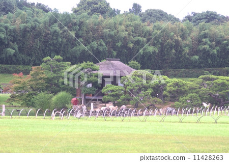 雨季雲的岡山後樂園 11428263