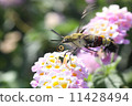 Scutellaria and Lantana Scutellaria and Lantana 11428494