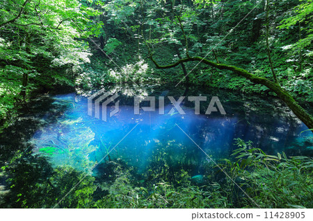 青池 青池 11428905