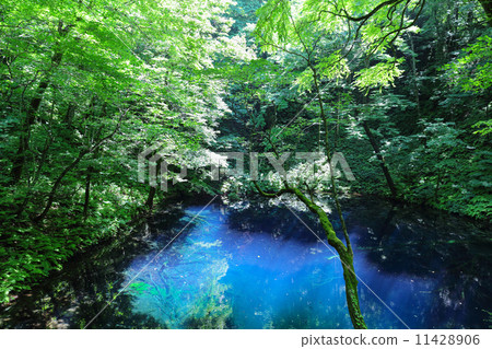 青池 青池 11428906