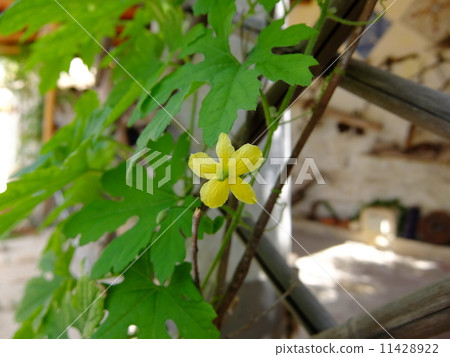 Botanical flowers Botanical flowers 11428922