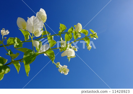 Bougainvillea 11428923