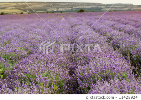 Purple field of lavender flowers 11428924