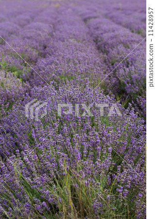 Purple field of lavender flowers Purple field of lavender flowers 11428957