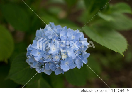 hydrangea hydrangea 11429649
