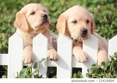 Golden retriever 11429804