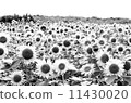 sunflower	 11430020