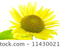 sunflower	 11430021