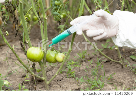 Genetically modified vegetable Genetically modified vegetable 11430269