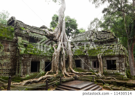 Ancient Ta Prohm or Rajavihara Temple at Angkor, Siem Reap, Camb Ancient Ta Prohm or Rajavihara Temple at Angkor, Siem Reap, Camb 11430514