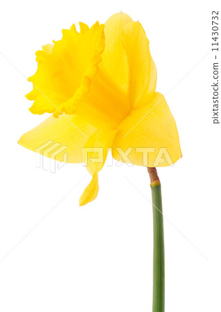 Daffodil flower or narcissus isolated on white background cutout Daffodil flower or narcissus isolated on white background cutout 11430732
