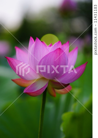 Lotus flower thoughts Lotus flower thoughts 11431183