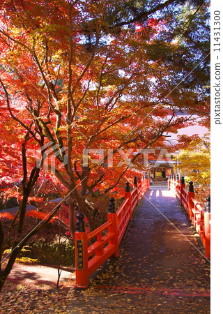 秋葉和紅橋 11431300