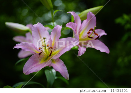 Sayuri Hime 11431301