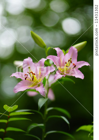 小百合姬 11431302