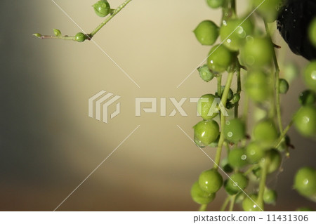 多汁植物 多汁植物 11431306