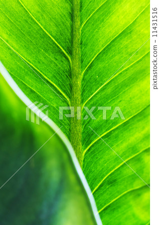 Green leaf texture with leaf foreground 11431516