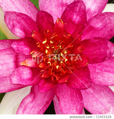 Beautiful water lily 11431529