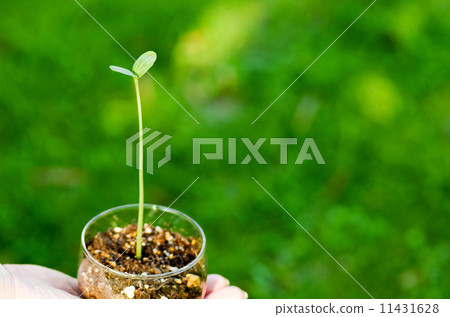 生態圖像兩片葉子在手邊 11431628