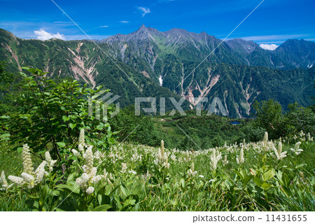 Northern Alps in summer Northern Alps in summer 11431655