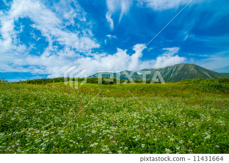 Northern Alps in summer 11431664