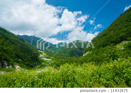 北阿爾卑斯山在夏天 11431675