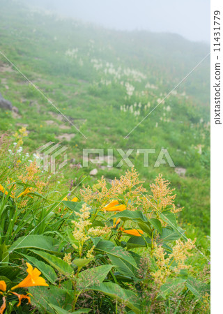 Summer alpine plants Summer alpine plants 11431779