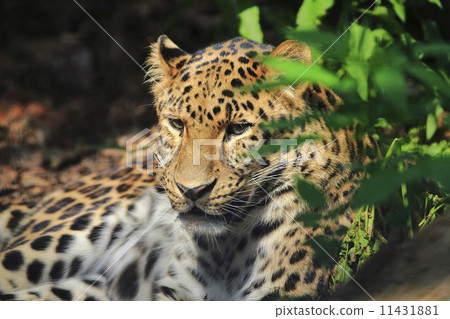Amur leopard Amur leopard 11431881