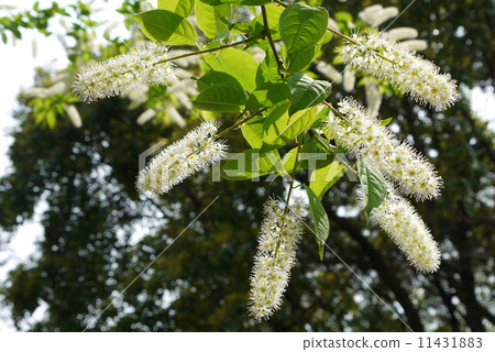 Wwazimisakura: Kamikaze cherry tree 11431883