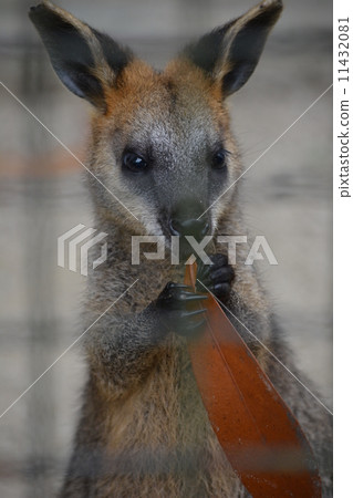 Wallaby Wallaby 11432081