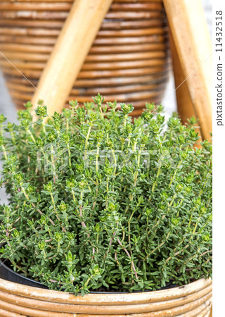 Thyme in morning sun Thyme in morning sun 11432518