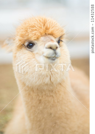 Alpaca 11432588