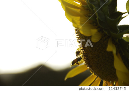sunflower	 11432745