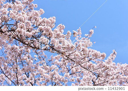 櫻桃樹 櫻桃樹 11432901