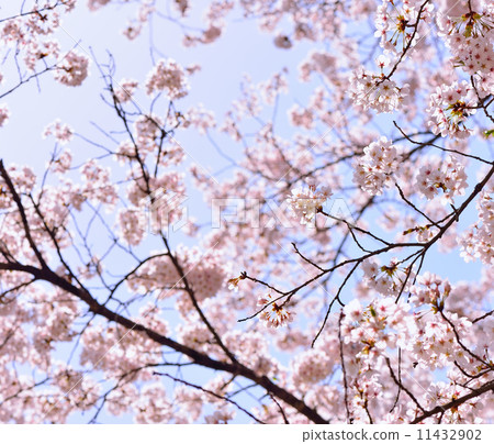 櫻桃樹 櫻桃樹 11432902