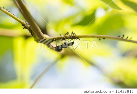 Cohabitation of aphids and ants Cohabitation of aphids and ants 11432915