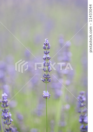 lavender 11433044