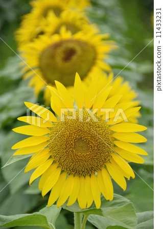 sunflower flower closeup 11433231