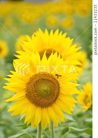 sunflower flower closeup 11433235