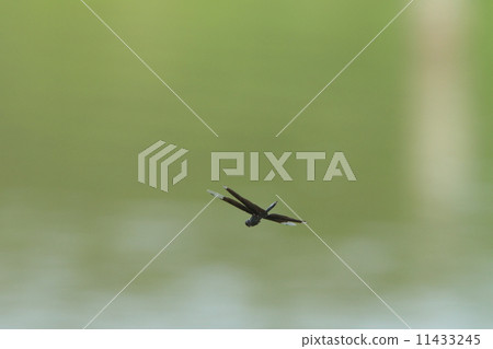 Living things insect butterfly dragonfly, fluttering in the waterside ① 11433245