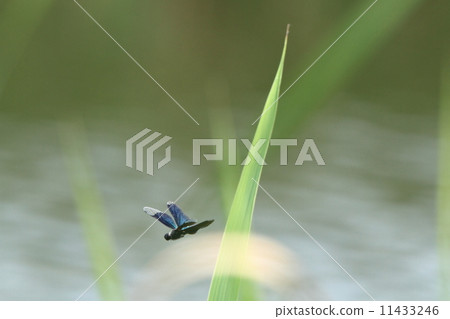 Living things insect butterfly dragonfly, fluttering in the waterside ② 11433246
