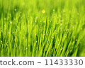 Brilliance of morning dew 11433330