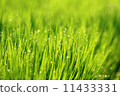 Morning dew 11433331