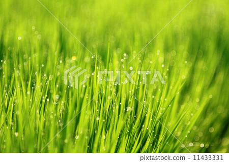 Morning dew Morning dew 11433331
